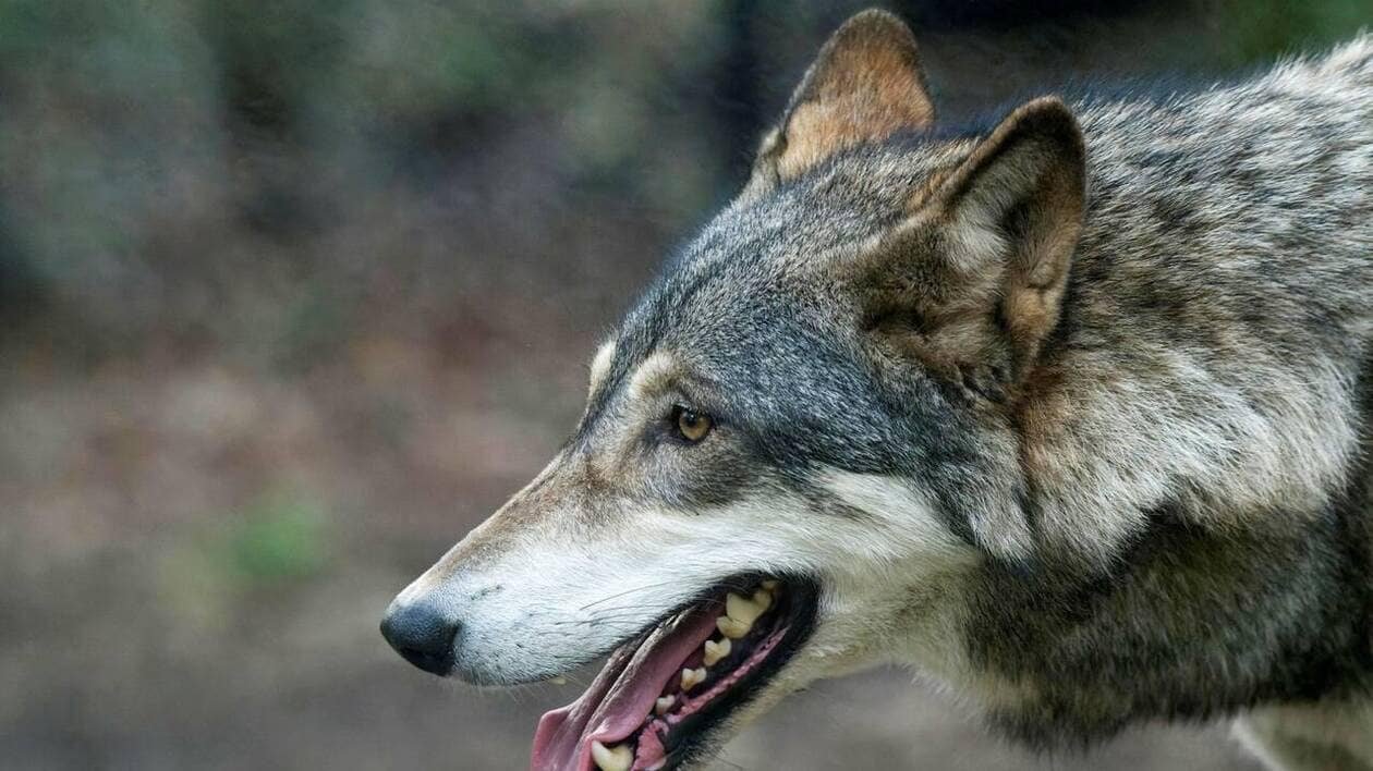 Aveyron : un loup responsable de plusieurs attaques de moutons abattu par des agents de l’État