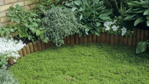 Comment remplacer le gazon dans votre jardin ? Voici des plantes couvre-sol plus durables
