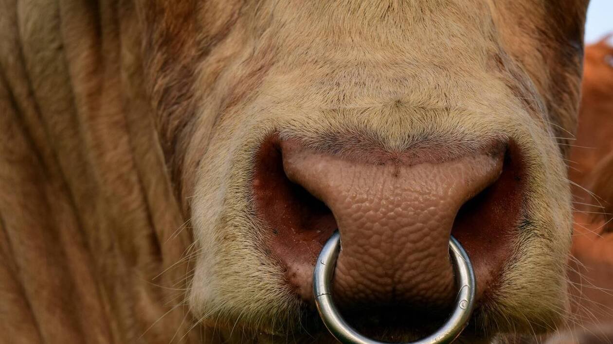 Doubs. Un agriculteur hospitalisé après avoir été chargé par un taureau durant une inspection