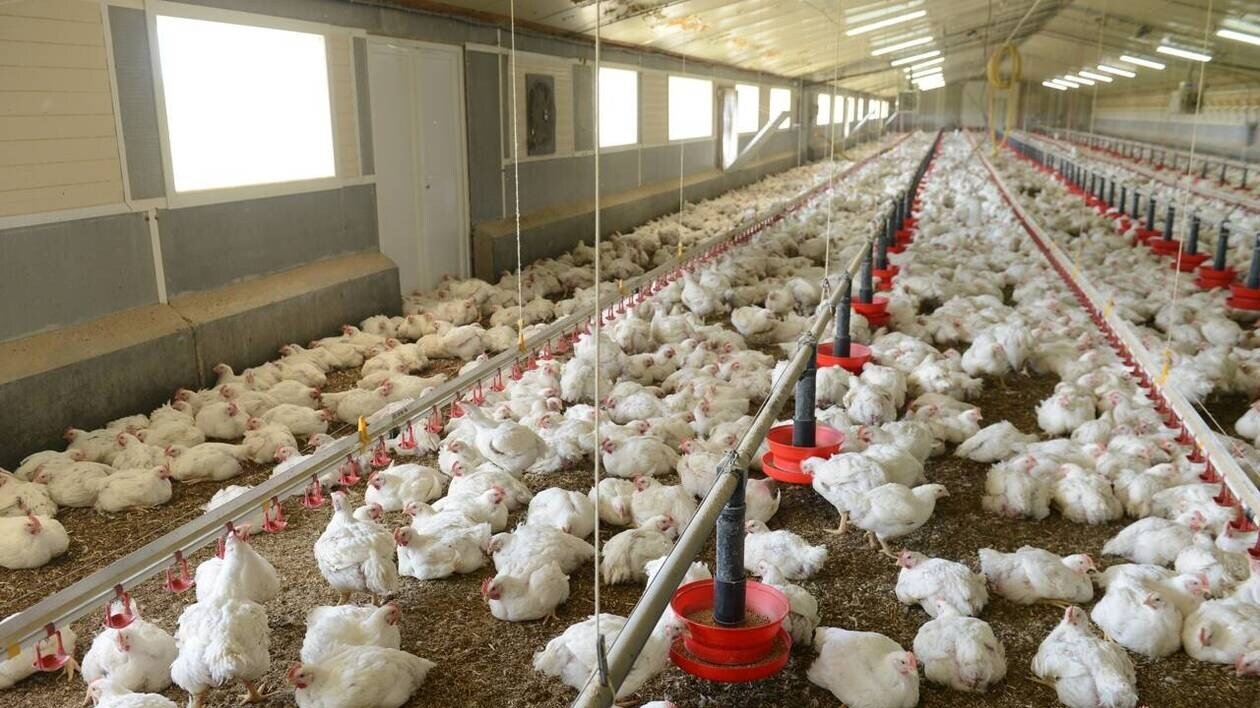 À Plessé, une enquête publique sur le projet d’agrandissement d’un élevage à 69 000 poulets