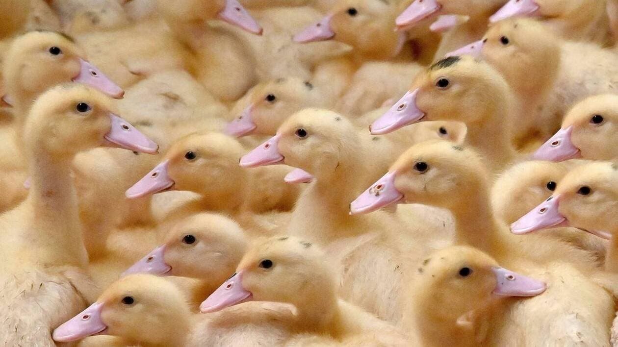 Grippe aviaire : 2 000 canards abattus après la détection d’un nouveau foyer dans le Lot-et-Garonne
