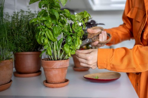 Ce que vous faites en cueillant le basilic peut le tuer : voici comment bien (mieux !) vous y prendre