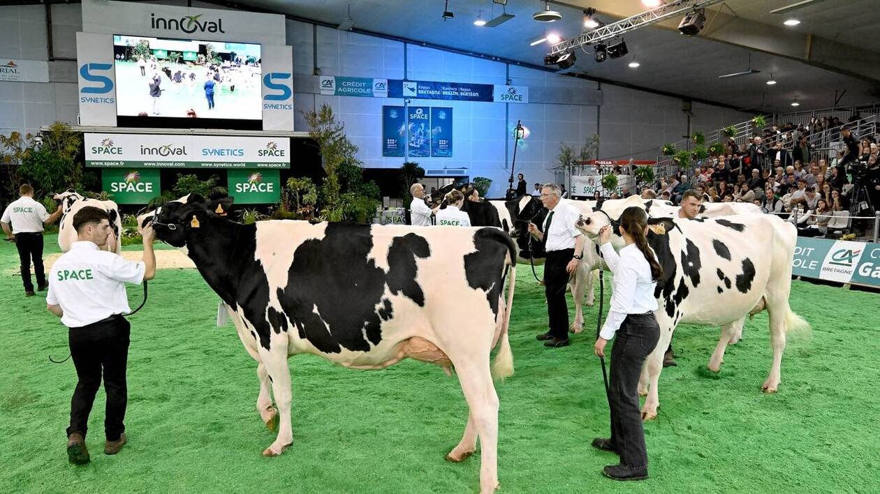 Élevage bovin : jusqu’où iront les championnes du lait ?