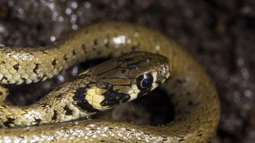 Un serpent de plus d’un mètre découvert au milieu des livres dans une bibliothèque du Gers