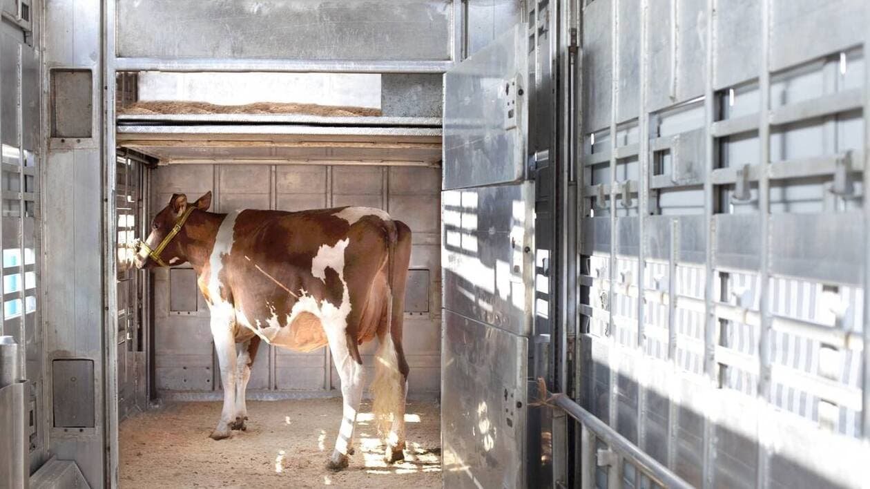 Dermatose nodulaire : avec ses plus de deux millions de vaches, pourquoi les Pays de la Loire restent « très v