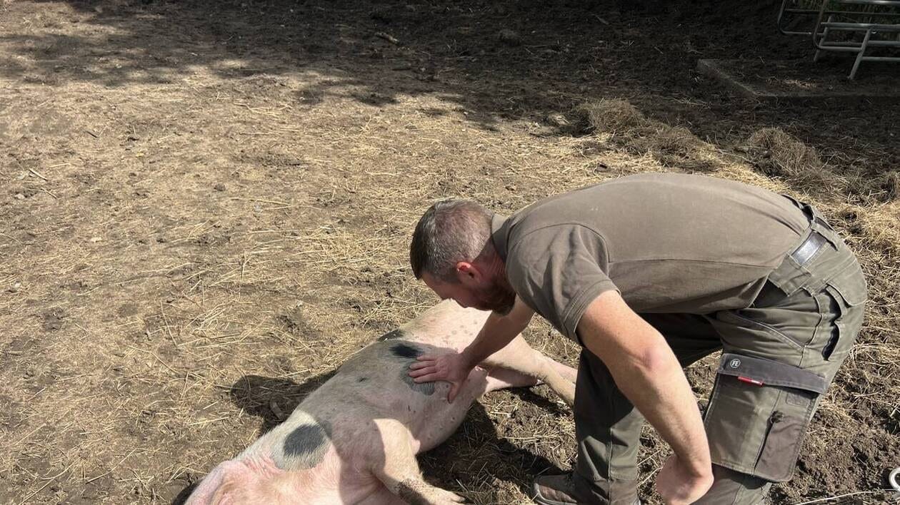 Cette ferme pédagogique dans la Sarthe s’occupe de préserver des races menacées