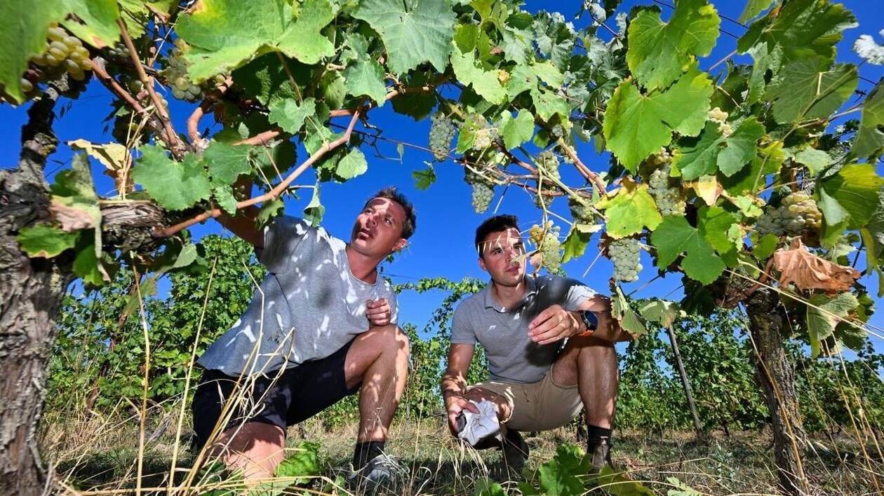 Vendanges précoces en Maine-et-Loire : pris de vitesse, les viticulteurs manquent de saisonniers