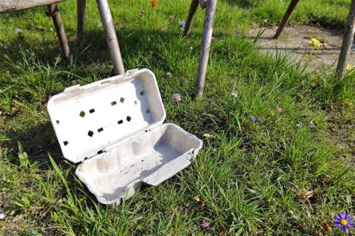 Cette astuce oubliée transforme votre boîte d’œufs vide en alliée redoutable contre les limaces