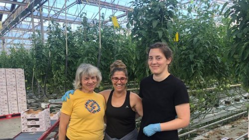Deux Ukrainiennes travaillent dans les serres de tomates à Plougastel-Daoulas