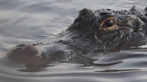 Un couple américain se réveille en découvrant un alligator dans sa salle à manger