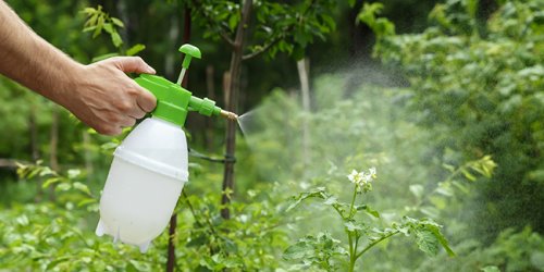 16 recettes d'insecticide naturel à faire soi-même !