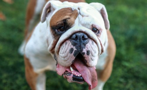 4 préjugés sur le Bulldog Anglais : mythes, réalités et idées reçues !