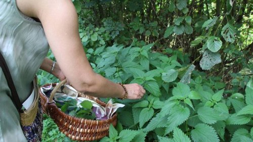 Comment utiliser l’ortie, la cuisiner ? Quatre questions sur cette plante pleine de bienfaits