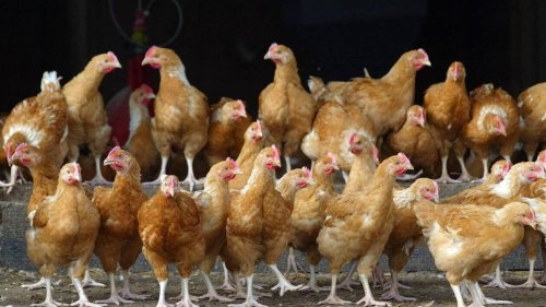 En Bretagne, cet élevage de 180 000 poules inquiète les défenseurs de l’environnement
