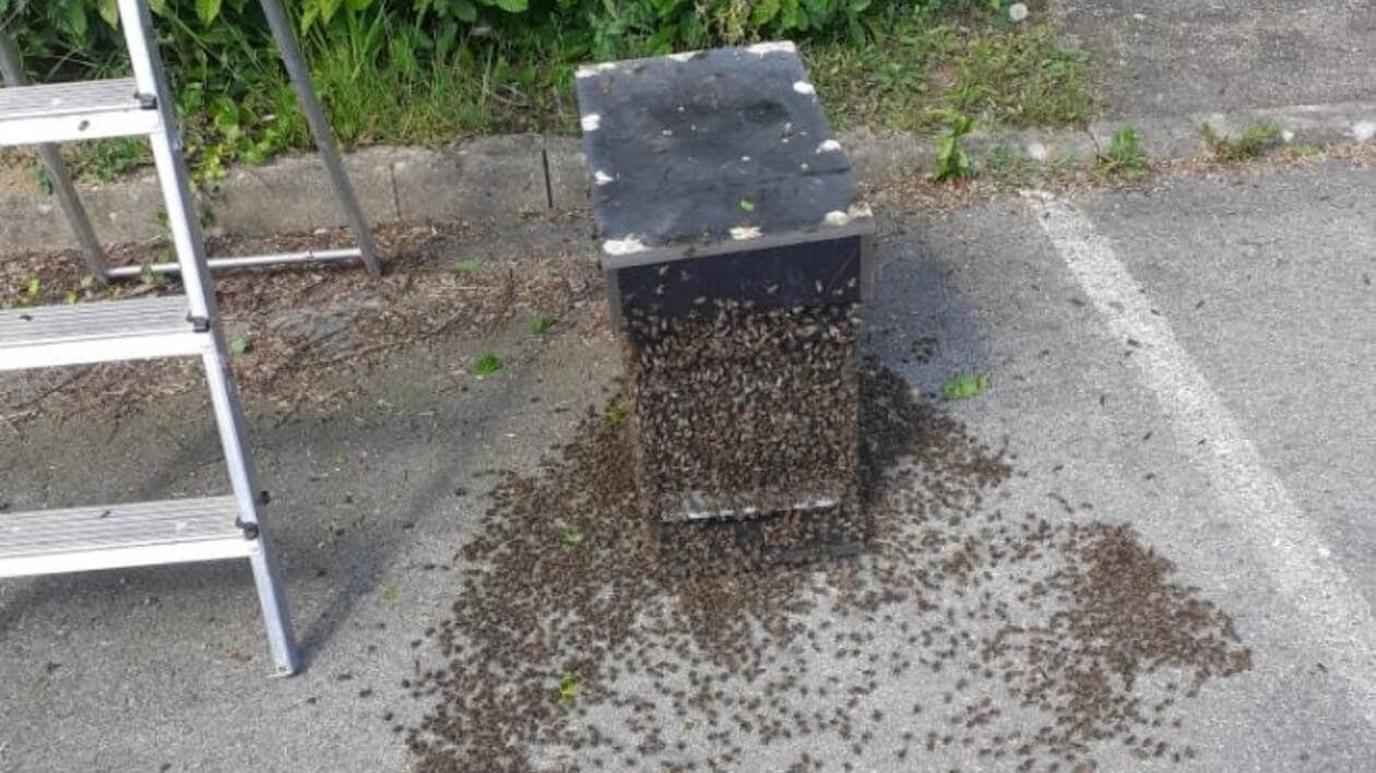 Un essaim de 20 000 à 30 000 abeilles découvert dans une maison de retraite en Bretagne