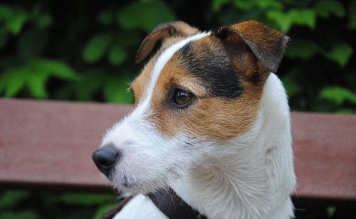 Parson Russel Terrier : caractère, éducation, santé, prix | Race de chien