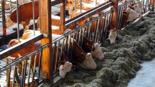 Maladie hémorragique épizootique : le virus circule pour la première fois dans des élevages français