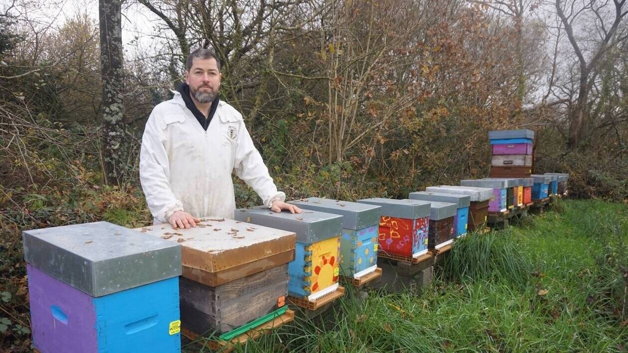 « Notre situation est très critique » : ses ruches décimées par le frelon asiatique, ce Breton pousse un cri d