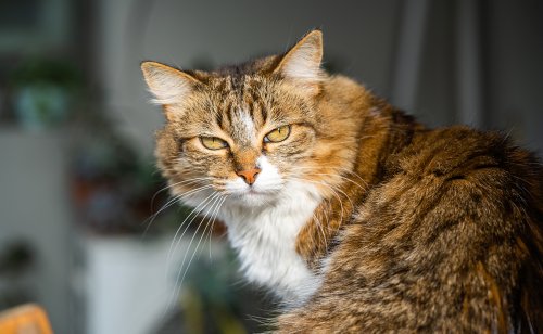Personnalité du chat : le dominant, qu'est-ce qui le caractérise ?