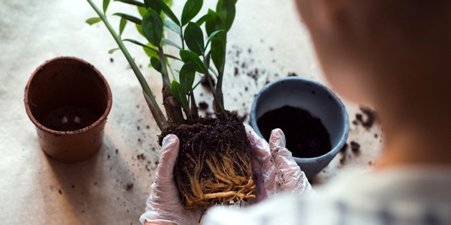 Plantes - cover
