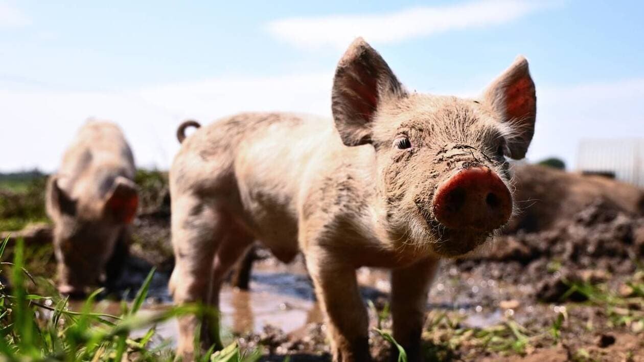 REPORTAGE. Dans cet élevage hors du commun, les porcs naissent et grandissent en plein air