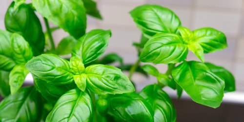 Basilic : 8 secrets pour récolter ses feuilles sans tuer la plante et pour toute la saison !