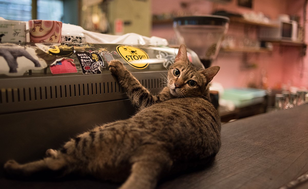 Pourquoi les bars à chats ont tant de succès ? Quid du bien-être des chats ?