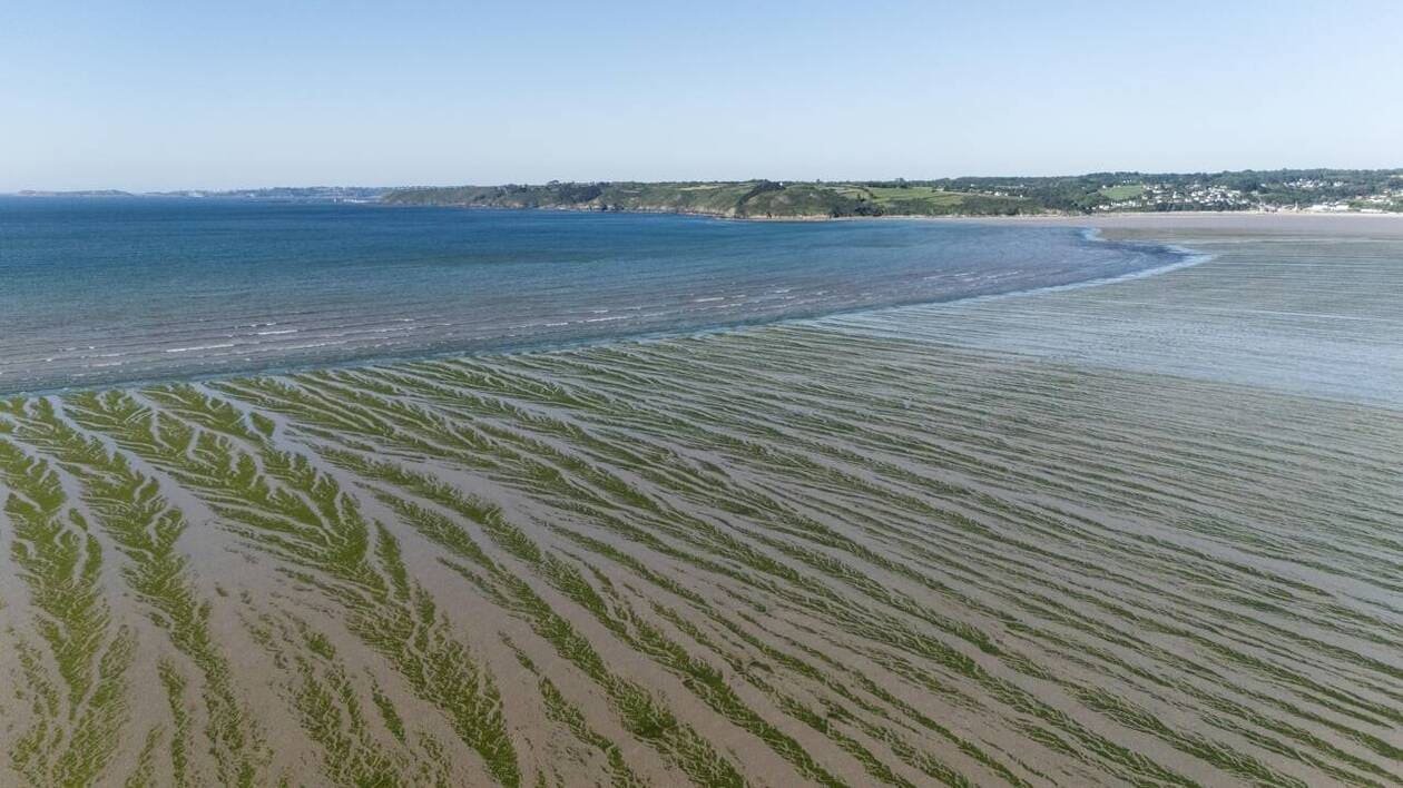 Algues vertes. « L’État doit peser de tout son poids pour changer de modèle agricole »