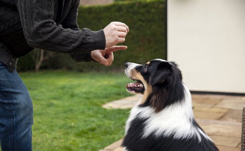 Comment se faire respecter par son animal de compagnie ?