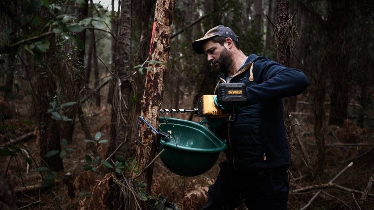 Qu’est-ce que le nématode du pin, qui menace la forêt de pins des Landes ?