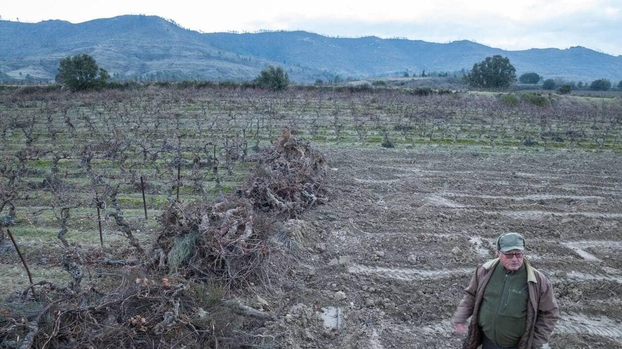 Sécheresse, baisse de la consommation…. 27 500 hectares de vignes vont disparaître du paysage