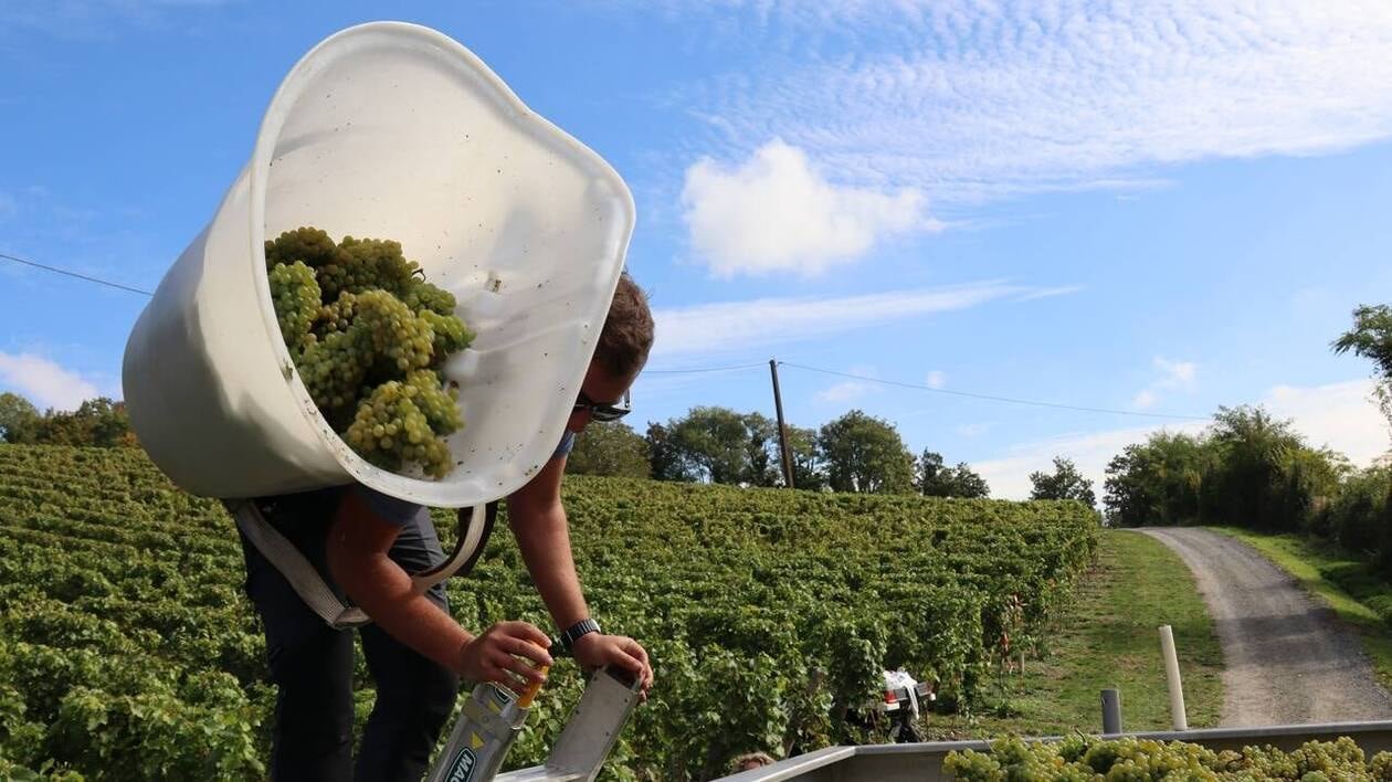 REPORTAGE. Premières vendanges record pour ce vignoble normand : « On va vers 12 000 bouteilles »