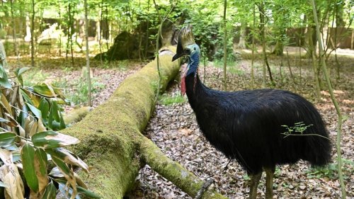 Pourquoi ces oiseaux sont-ils les seuls animaux qui effraient vraiment les Australiens ?