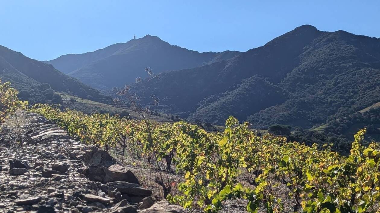 Hors saison, Collioure, ses vignes et ses vues vertigineuses émerveillent