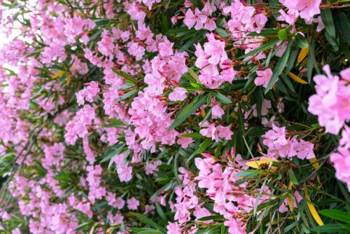 Votre laurier-rose peut vous offrir une floraison bien plus spectaculaire… à condition de le tailler au moment parfait !