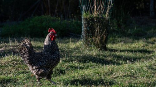REPORTAGE. En Bretagne, il élève la fameuse poule coucou de Rennes, sauvée de la disparition