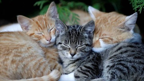 Pourquoi les chats dorment-ils autant ? On vous répond