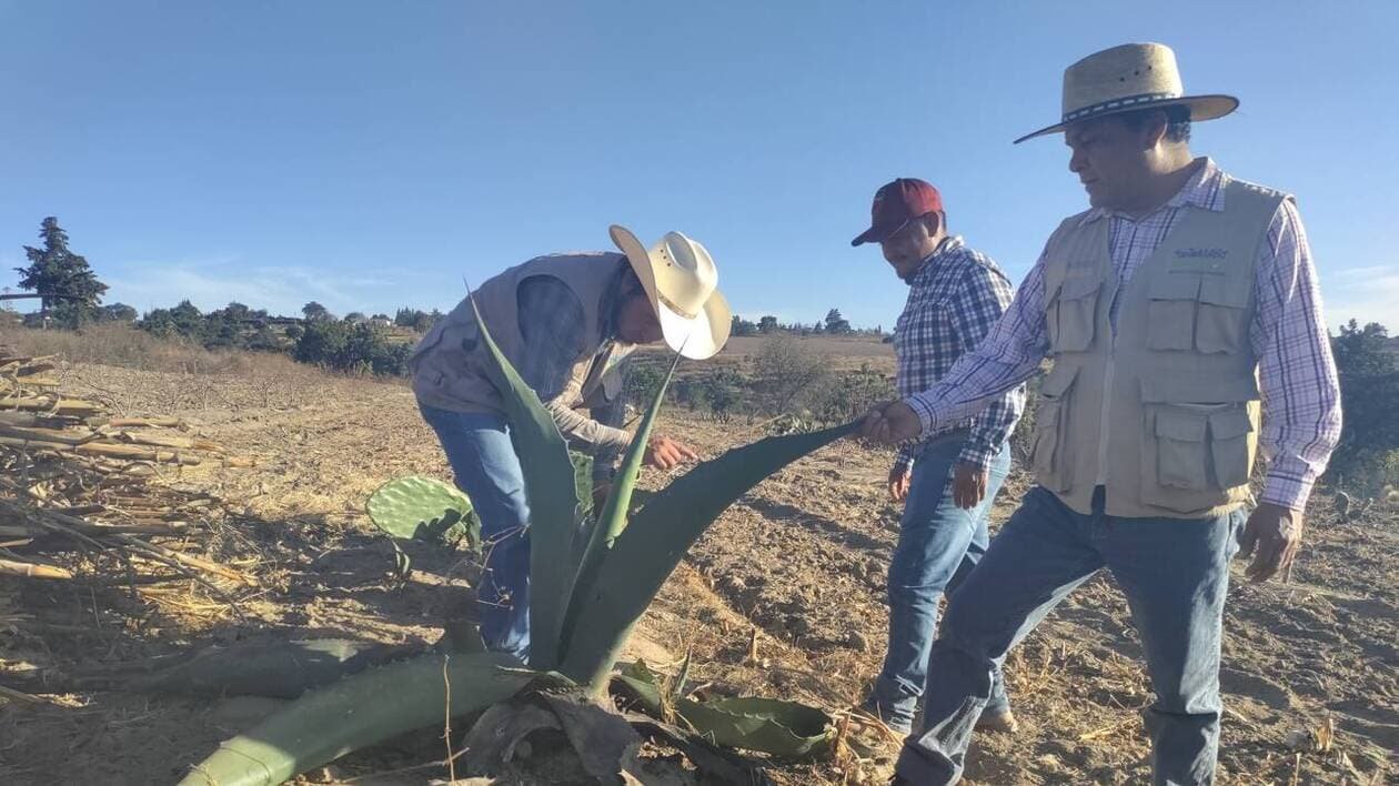 REPORTAGE. Au Mexique, le progrès social par l’agriculture et la reforestation