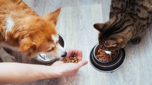 Sélection génétique : quand les chiens et les chats finissent par se ressembler