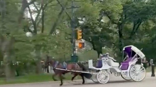 Un cheval en calèche s’offre une virée… sans cocher : « On a failli se faire piétiner »