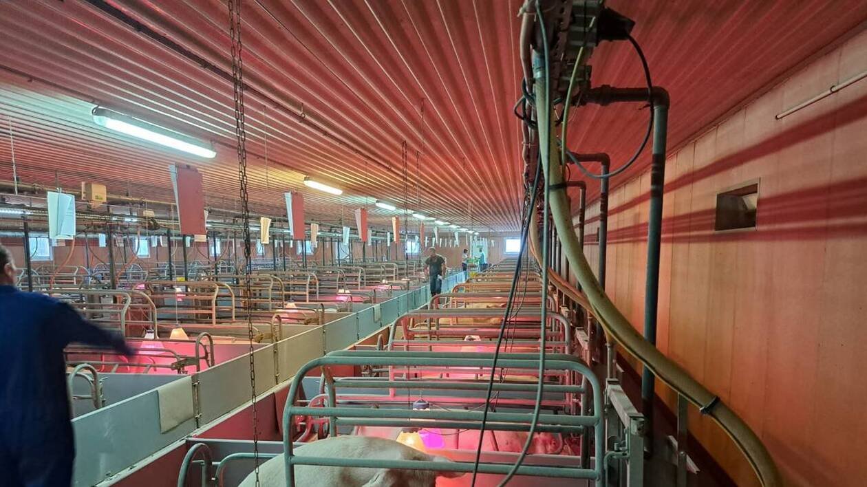 Les maternités collectives gagnent du terrain dans les élevages porcins