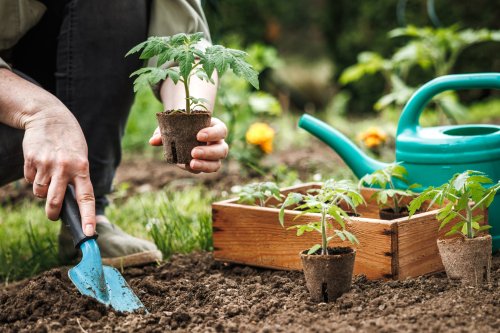 Ni oeillets, ni soucis : voici la fleur à planter au pied de vos tomates pour repousser les pucerons