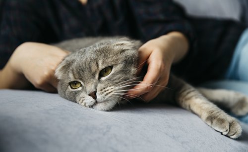 Mort subite chez le chat : causes et préventions