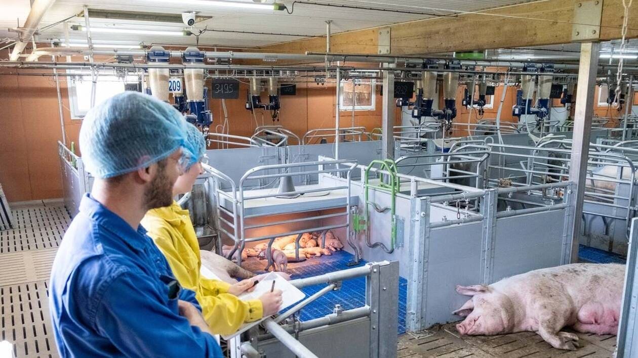 La lactation collective socialise les porcelets