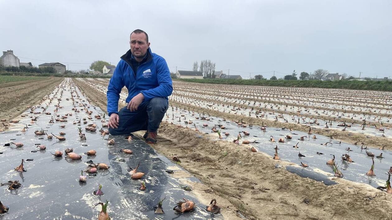 «J’ai des agri qui ont dû replanter sept fois»: en Bretagne, ils appellent à l’aide face aux choucas