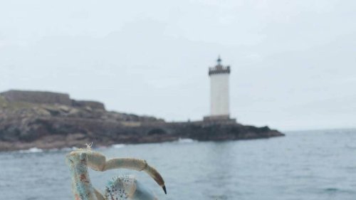 « C’est la première fois que je vois ça » : il pêche une araignée de mer bleue au large de Brest
