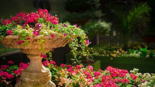 Sécheresse. Une commune de l’Yonne condamnée pour avoir continué à arroser ses parterres de fleurs
