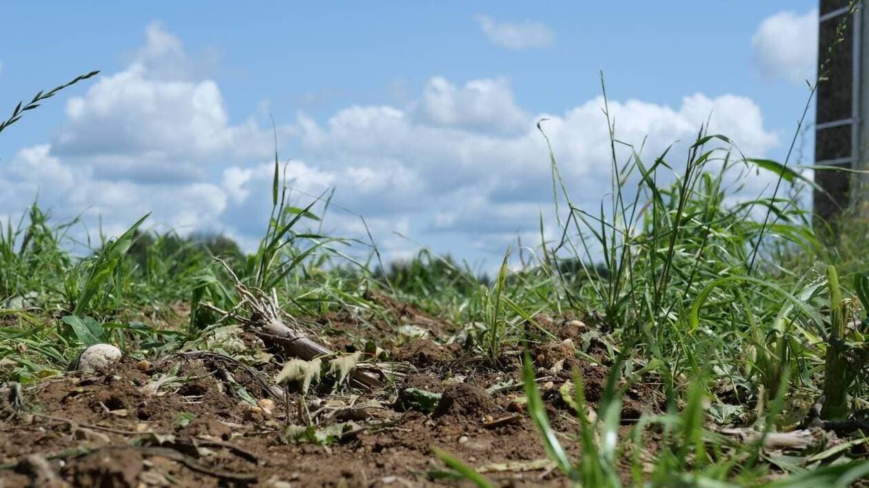 Orages de grêle : plusieurs centaines d’exploitations touchées dans le Nord-Mayenne