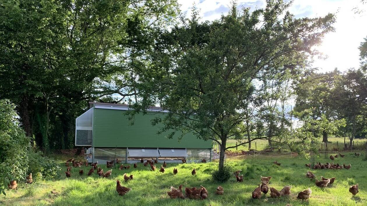 « Elles méritent leur retraite » : cette ferme d’Ille-et-Vilaine vend ses poules pondeuses