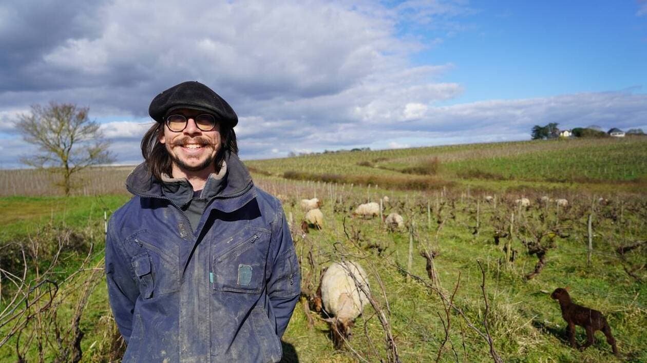 « Retrouvons le bon sens paysan » : le berger d’Anjou passe l’hiver dans les vignes avec ses brebis